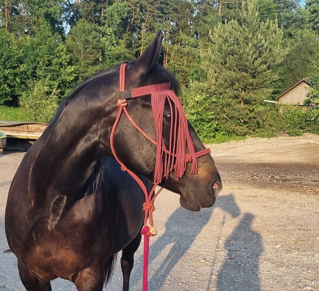 Kid, Juanas Stute und der Grund, warum Hipparia existiert